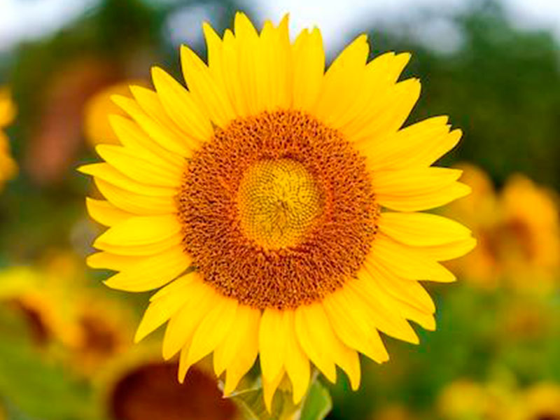 Meditazione Girasole