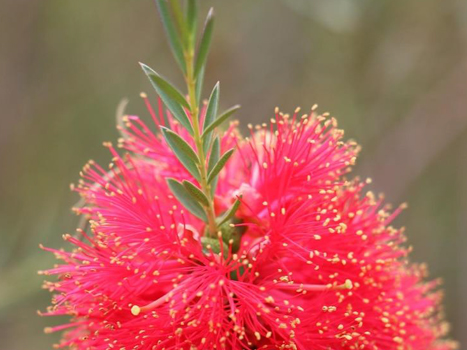 Consulenza Fiori Australiani